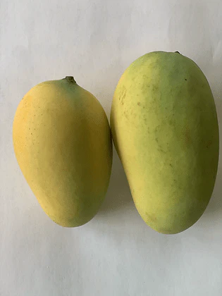 Mango Trees For Sale