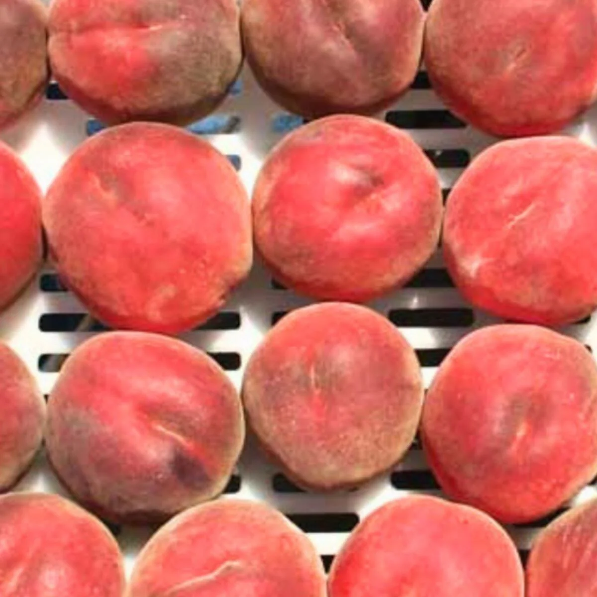 Peach Trees for Sale